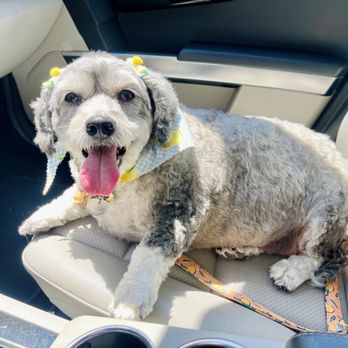Diamond Bar Grooming - Emma loves to show off her accessories to my family and receives compliments. - Pet Groomers Near Me - Diamond Bar, California