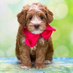 Springdale Labradoodles - Greensboro - Springdale Labradoodles Australian Labradoodle Puppy