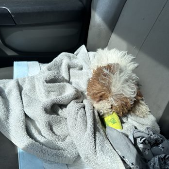 Ely Veterinary Clinic - On our way home after getting all casted up and ready to heal! - Veterinarians Near Me - Ely, Minnesota Ely Veterinary Clinic - On our way home after getting all casted up and ready to heal! - Veterinarians Near Me - Ely, Minnesota