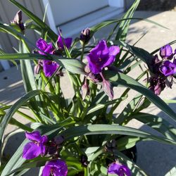 Weber Mike Greenhouses - Spiderwort