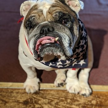 Mountain Brook Lodge - The Dog. I believe his name is BamBam. - Hotels Near Me - Wilmington, New York Mountain Brook Lodge - The Dog. I believe his name is BamBam. - Hotels Near Me - Wilmington, New York