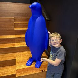 Spiva Center For The Arts - Blue penguin found