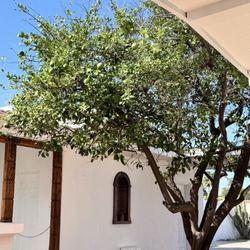 Cariño Coffee Bar - Orange tree in the patio