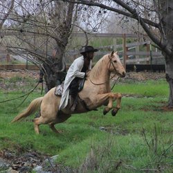 A Partner For Life Horsemanship - Training Stunt Horses For Movies