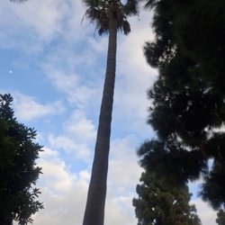 Orange County Tree Services - Palm remove