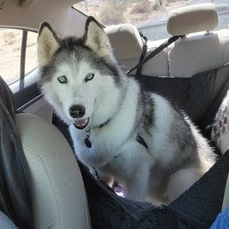 My husky, Karma, after her groom. They did great with de-shedding her. They put a cute bandana on her(can't see it in the picture)!