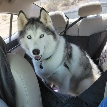 29 Paws Pet Grooming - My husky, Karma, after her groom. They did great with de-shedding her. They put a cute bandana on her(can't see it in the picture)! - Pet Groomers Near Me - Twentynine Palms, California