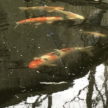 Lang's Garden - koi fish swimming in a pond - Nurseries & Gardening Near Me - Linwood, New Jersey Lang's Garden - koi fish swimming in a pond - Nurseries & Gardening Near Me - Linwood, New Jersey