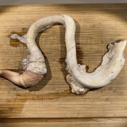 Disgusting Food Museum - Bull private thang