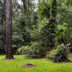Integrity Mortgage Group - Backyard, rural paradise!