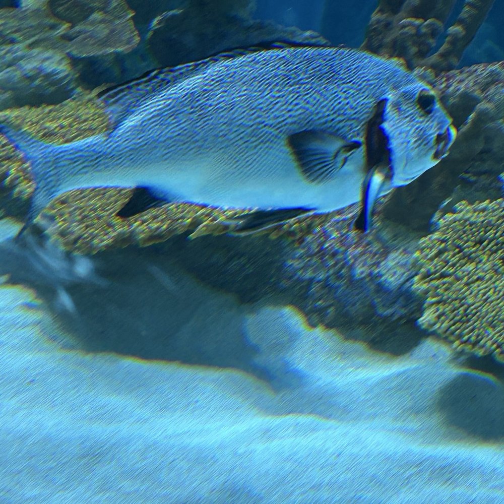 Seattle Aquarium - Small fish cleaning the big fish gill - Aquariums Near Me - Seattle, Washington Seattle Aquarium - Small fish cleaning the big fish gill - Aquariums Near Me - Seattle, Washington