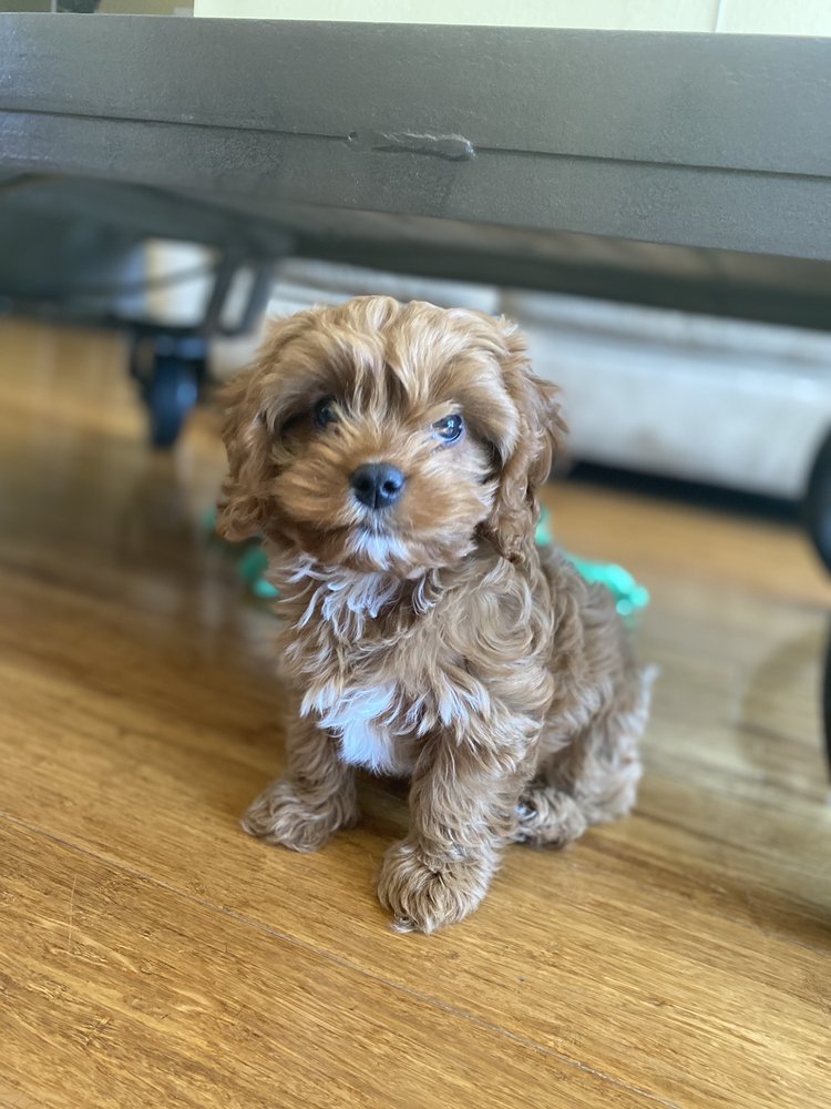 THEATER VIEW VETERINARY CLINIC Updated October 2024 49 Reviews 1