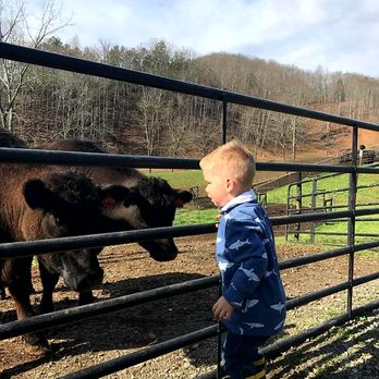 Walnut Hollow Ranch - a young boy looking at a cow - Meat Shops Near Me - Hayesville, North Carolina Walnut Hollow Ranch - a young boy looking at a cow - Meat Shops Near Me - Hayesville, North Carolina