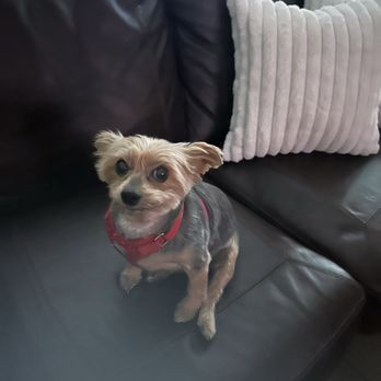 ARISE Veterinary Center - This is PARIS, she is our love bud, one of 4 pups - Veterinarians Near Me - Queen Creek, Arizona