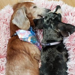 Cherryland Humane Society - Gladys and Mae rescued along with over 160+ other dogs. These girls are alive thanks to CHS