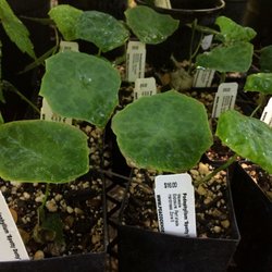 Peacock Horticultural Nursery