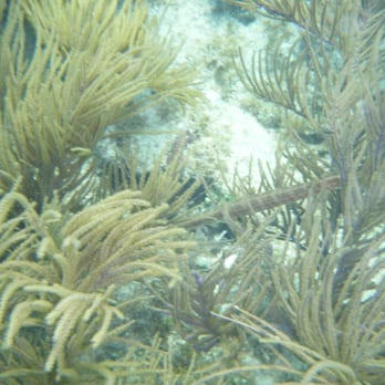 Reef Roamer Catamaran Sail and Snorkel Trips - Boating Near Me - Tavernier, Florida Reef Roamer Catamaran Sail and Snorkel Trips - Boating Near Me - Tavernier, Florida