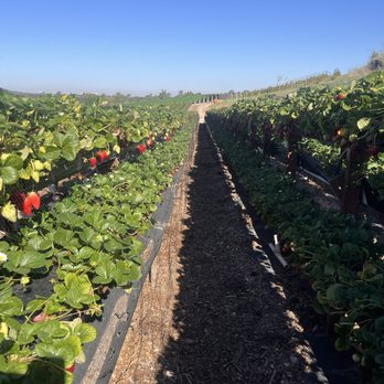 Tanaka Farms - Where we picked strawberries - CSA Near Me - Irvine, California Tanaka Farms - Where we picked strawberries - CSA Near Me - Irvine, California