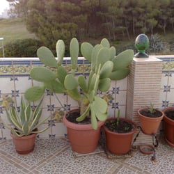 conil: apartment navarro - Dachterasse zur Straße