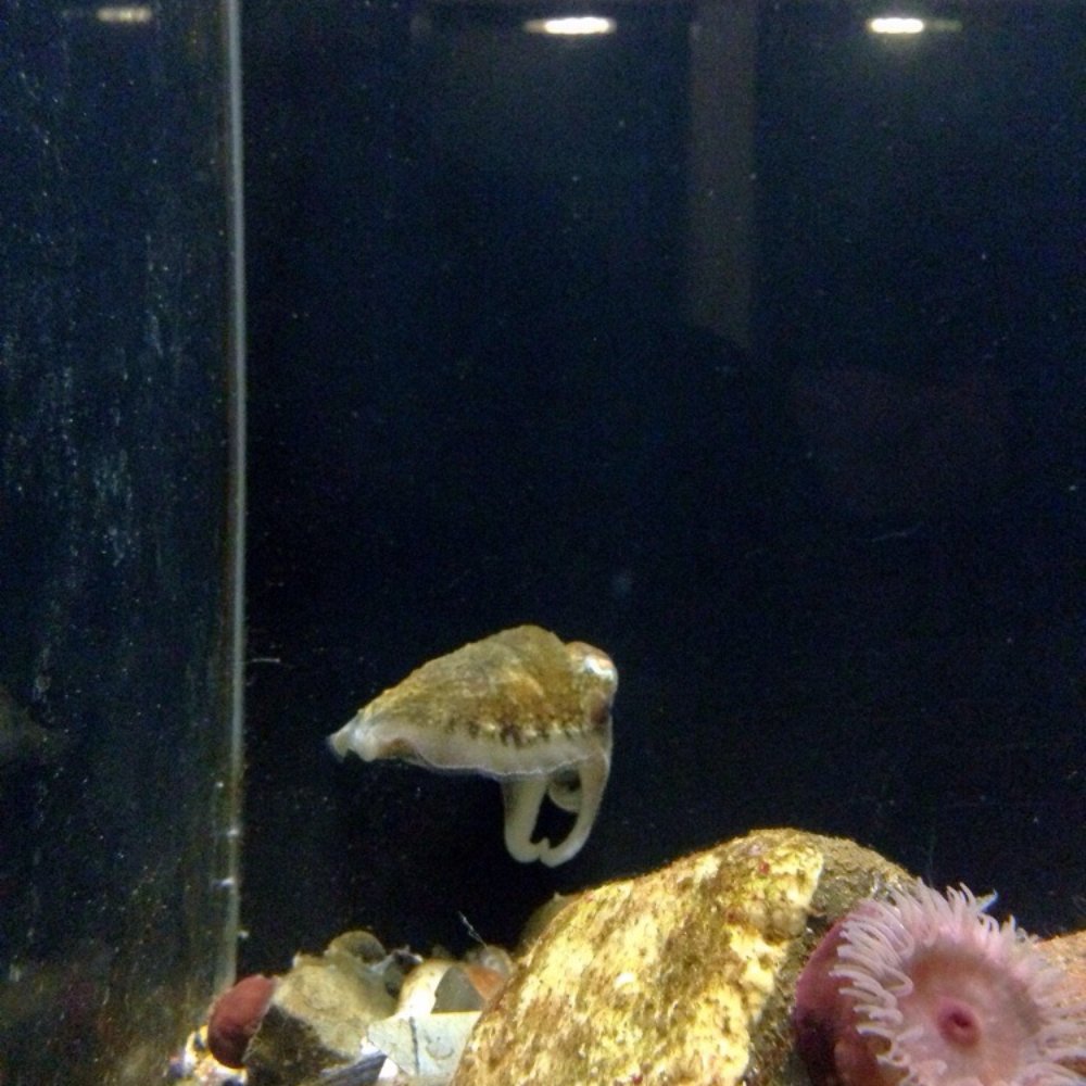 National Lobster Hatchery - Cuttlefish - Aquariums Near Me - Padstow, CON