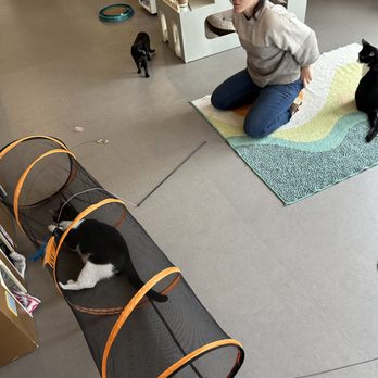 Cat Town - Animal Shelters Near Me - Oakland, California