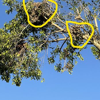 Mark Michaels Tree Service - Dead branches left hanging which they did not remove. - Tree Services Near Me - St. Petersburg, Florida