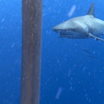 Hawaii Shark Encounters - Diving Near Me - Haleiwa, Hawaii Hawaii Shark Encounters - Diving Near Me - Haleiwa, Hawaii