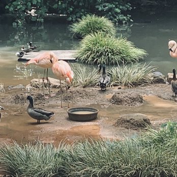 Greenville Zoo - Flamingos. - Zoos Near Me - Greenville, South Carolina