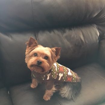 Professional Grooming Corner - Happy Pup Thanks, Professional Dog Groomer - Pet Sitting Near Me - Duncanville, Texas Professional Grooming Corner - Happy Pup Thanks, Professional Dog Groomer - Pet Sitting Near Me - Duncanville, Texas