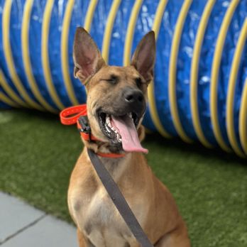 Epic Dog Academy - Pet Training Near Me - Temecula, California