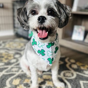 Peach Paws - Pet Groomers Near Me