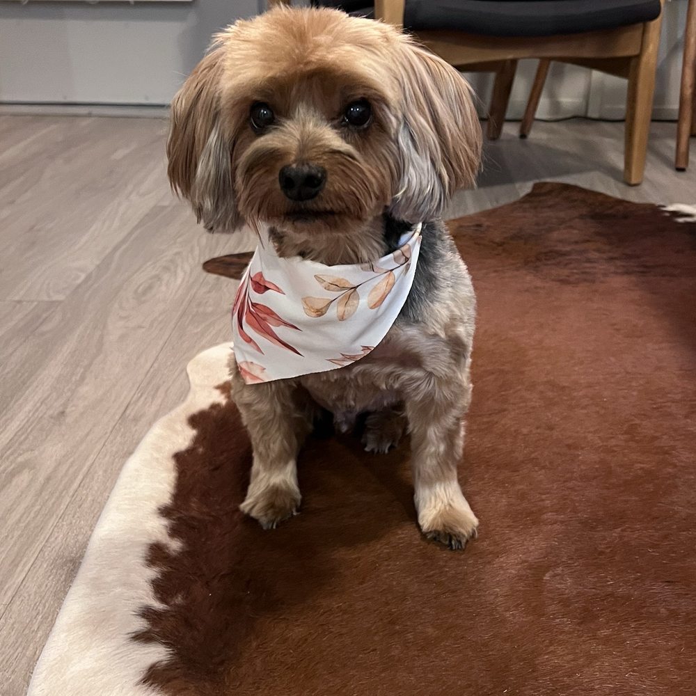 Happy Paw Grooming - Full service grooming - Pet Groomers Near Me - Centennial, Colorado Happy Paw Grooming - Full service grooming - Pet Groomers Near Me - Centennial, Colorado