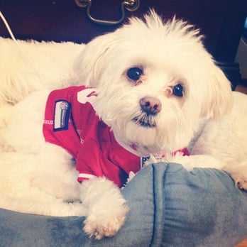Biscuits Pet Boutique - Lana in her 49ers jersey. - Pet Stores Near Me - San Jose, California Biscuits Pet Boutique - Lana in her 49ers jersey. - Pet Stores Near Me - San Jose, California