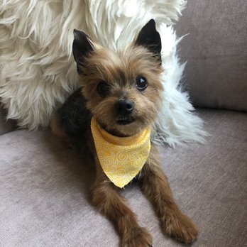 Puppy Spa - Freshly cut - Pet Groomers Near Me - Los Angeles, California Puppy Spa - Freshly cut - Pet Groomers Near Me - Los Angeles, California