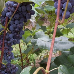 Baxter's Vineyard - Beautiful ripe grapes grown at Baxter's Vineyards. 