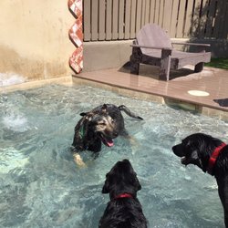 Best Dog Hotel Near Me - December 2021 Find Nearby Dog Hotel Reviews - Yelp