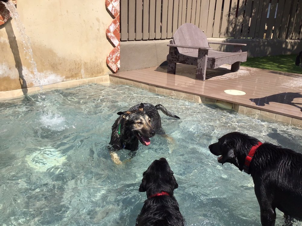 DOG RANCH BED & BISCUIT Updated August 2024 22 Photos & 26 Reviews