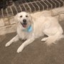 Photo of Sitt'n Pretty Mobile Paw Spa