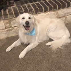 Sitt'n Pretty Mobile Paw Spa