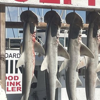 Dolphin Dock - Shark - Fishing Near Me - Port Aransas, Texas Dolphin Dock - Shark - Fishing Near Me - Port Aransas, Texas