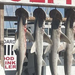 Dolphin Dock - Shark