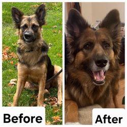 Born 2B Wild - A before and after photo of a real dog client.