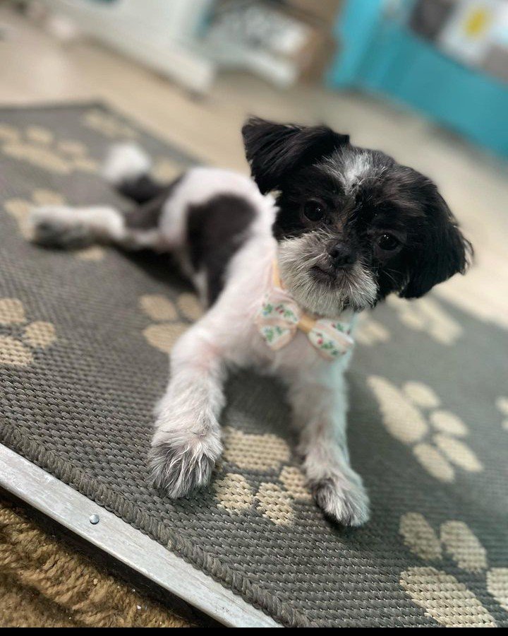 K’S MOBILE GROOMING Updated August 2024 Springfield, Massachusetts