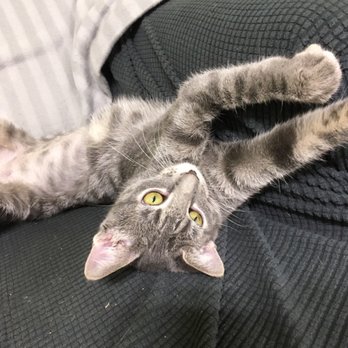 The Kitty Beautiful - Cafes Near Me - Orlando, Florida
