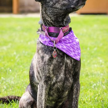 Melissa Michelle Grooming - Pepper was feeling so pretty and regal after her bath and nail trim! And look at the cute bandana that matches her collar! Love it! - Pet Groomers Near Me - San Leandro, California