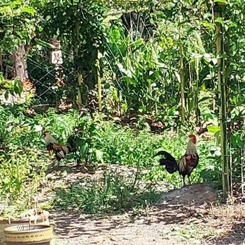 Waiahole Farm - Fruits & Veggies Near Me - Kaneohe, Hawaii Waiahole Farm - Fruits & Veggies Near Me - Kaneohe, Hawaii