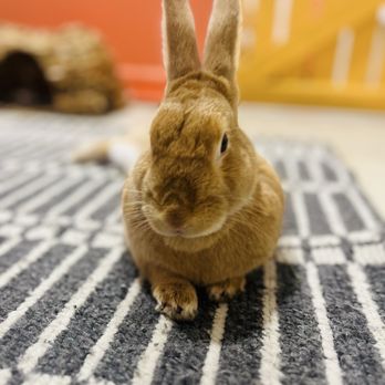 The Bunny Café - Really cute and calm bunny - Pet Adoption Near Me - Vancouver, British Columbia The Bunny Café - Really cute and calm bunny - Pet Adoption Near Me - Vancouver, British Columbia