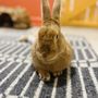 Photo of The Bunny Café
