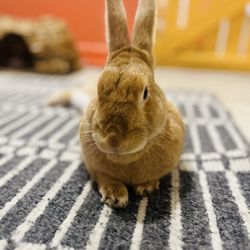 The Bunny Café - Really cute and calm bunny