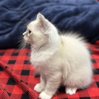 Siberian Blue Cattery - Cat - Pet Breeders Near Me - Redmond, Washington Siberian Blue Cattery - Cat - Pet Breeders Near Me - Redmond, Washington